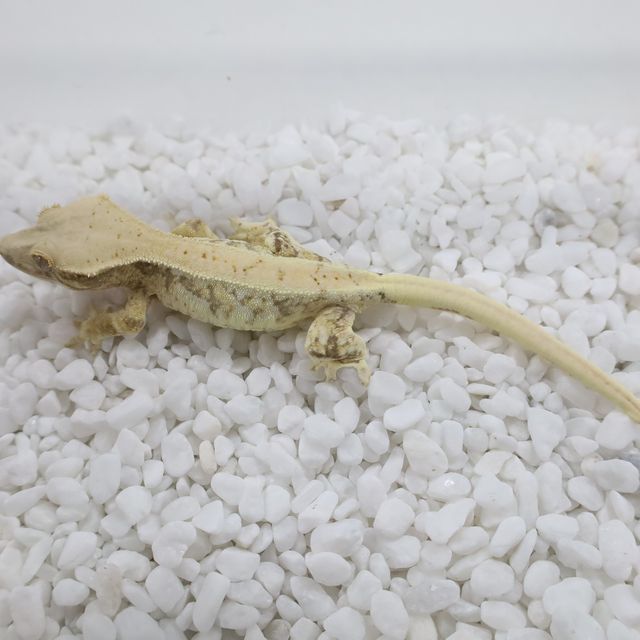 릴리화이트 트라이