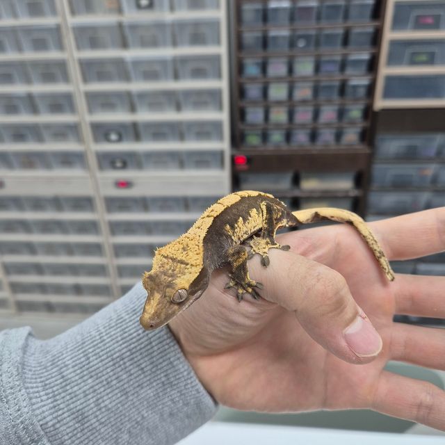 할리퀸 블랙