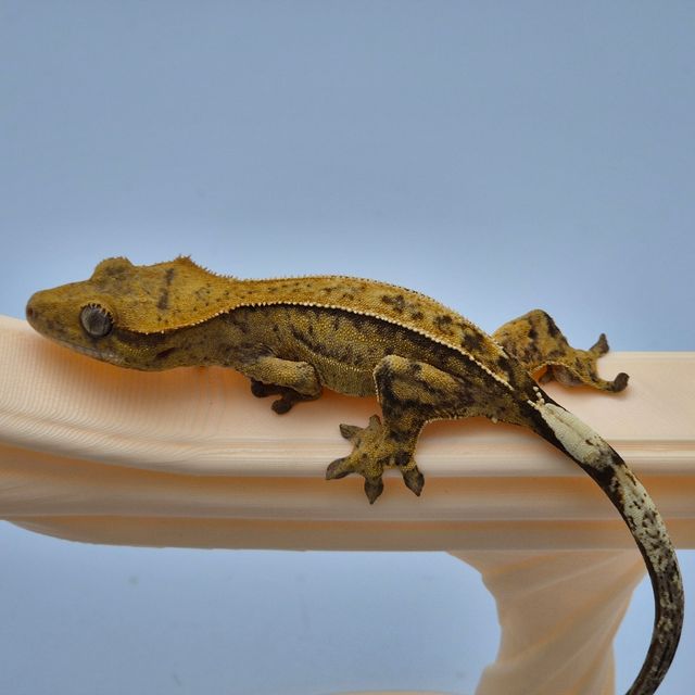 100%헷아잔틱 크림시클