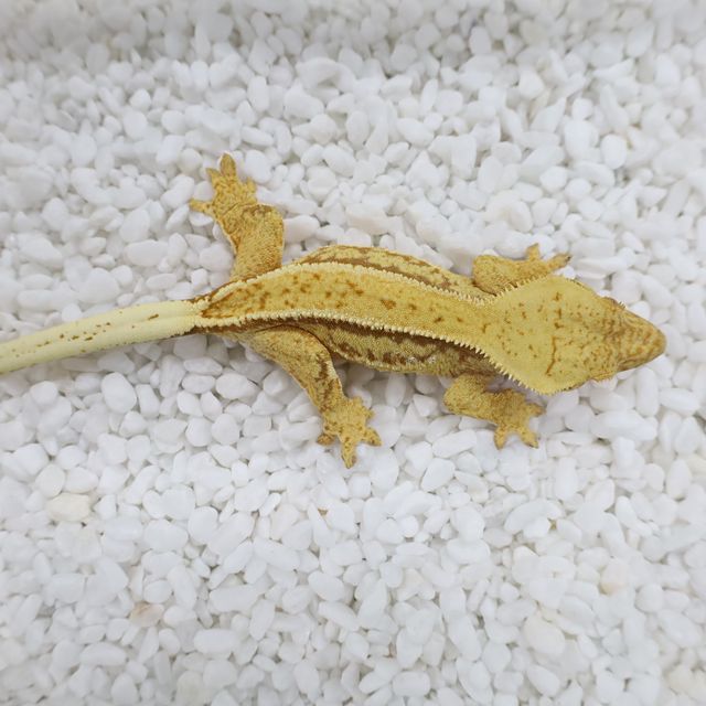 레드 핀스트라이프