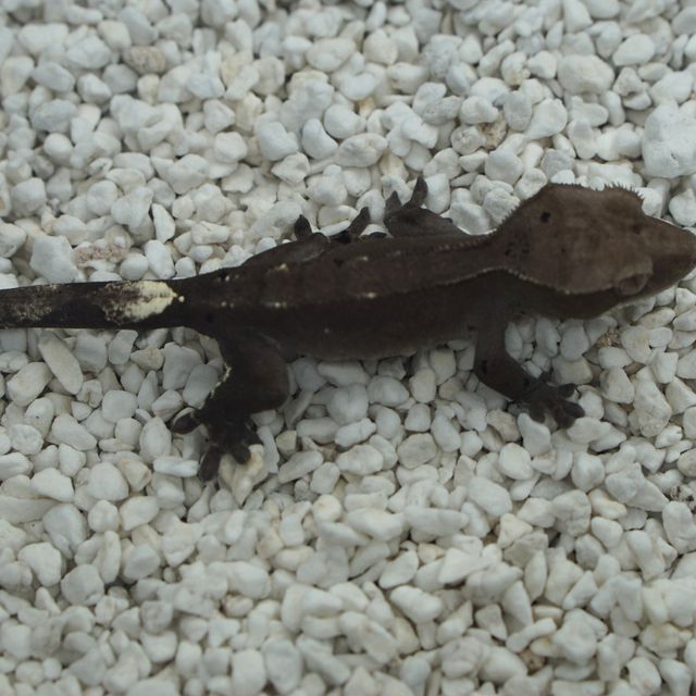 아잔틱