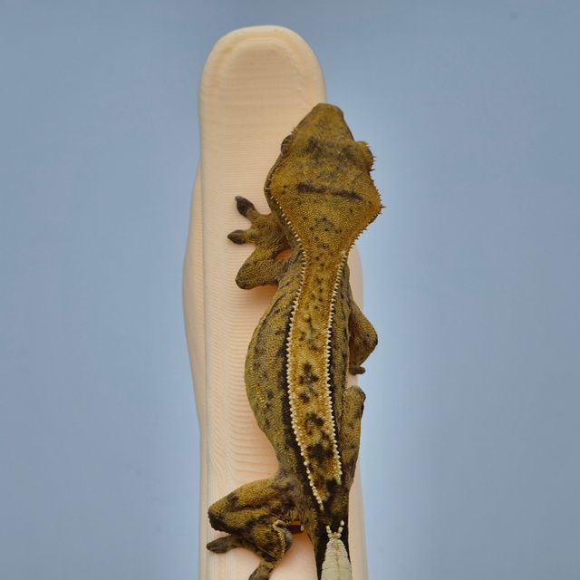 100%헷아잔틱 크림시클