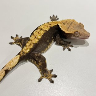 노멀 플레임 다크