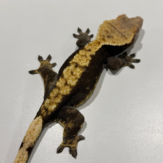 노멀 플레임 다크