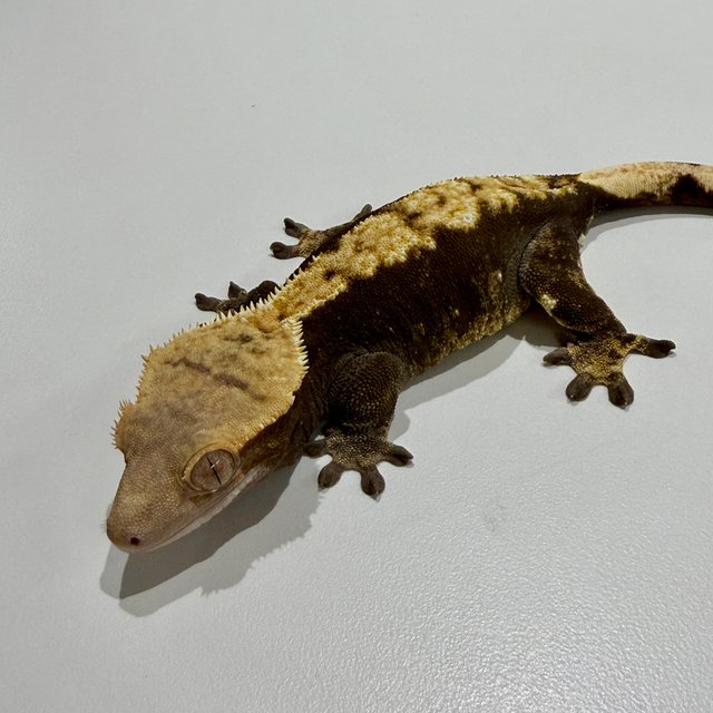 노멀 플레임 다크