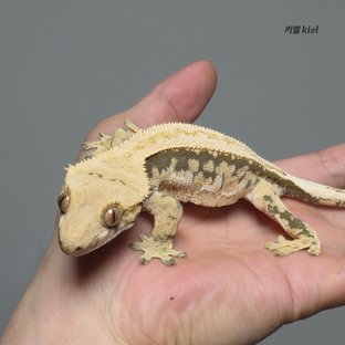 100%헷아잔틱 (모)