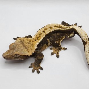 버서커