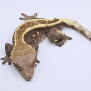 세이블 100%헷아잔틱