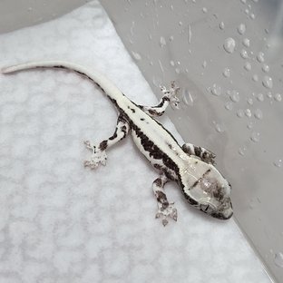 릴잔틱 프라푸치노 아잔틱