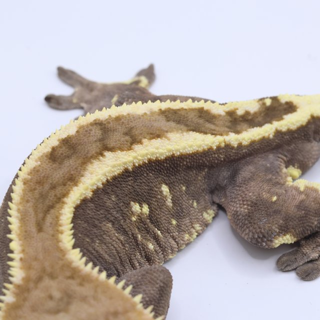 세이블 100%헷아잔틱