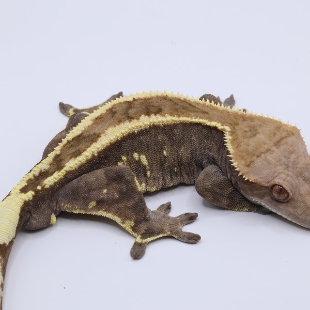 세이블 100%헷아잔틱