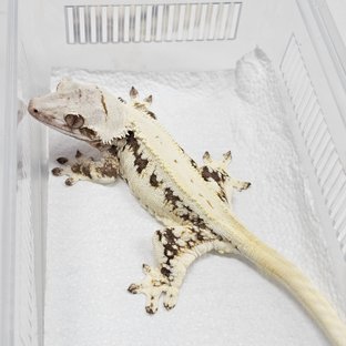 YA