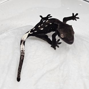 아잔틱