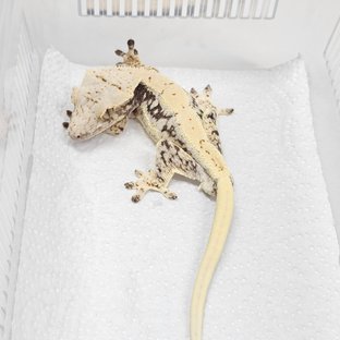 DS0729