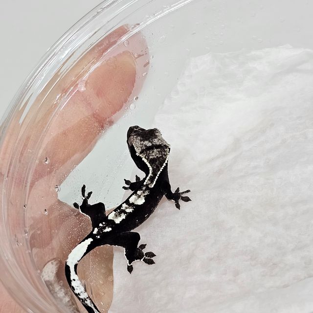 아잔틱