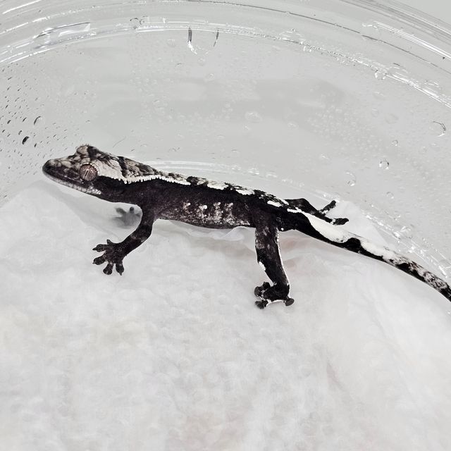 아잔틱
