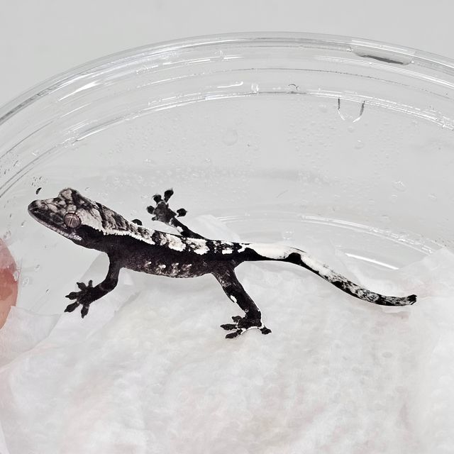 아잔틱