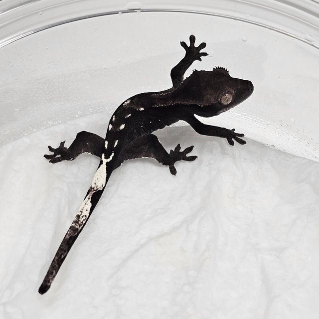 아잔틱