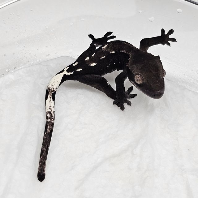 아잔틱