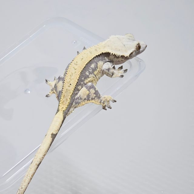노멀 트라이 익스트림할리퀸 쿼드 풀핀 옐로우