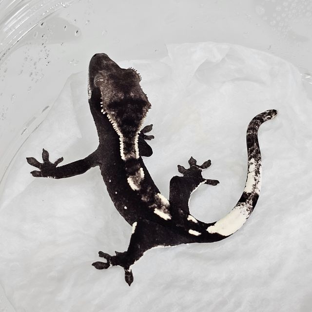 아잔틱