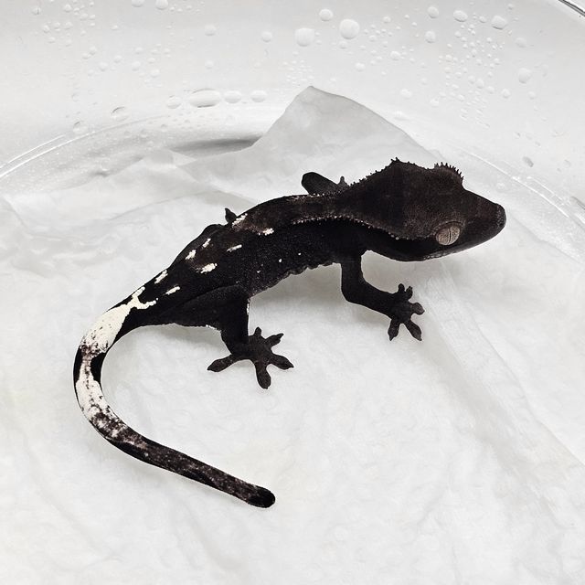 아잔틱