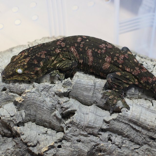 레드바 다크 코기스 프리델