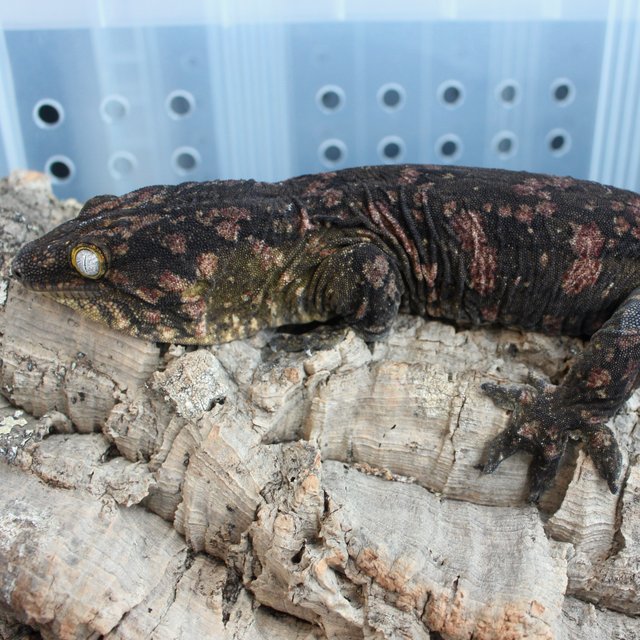 레드바 다크 코기스 프리델