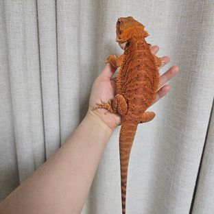 레드