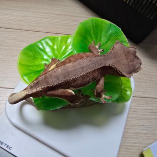 릴리화이트 팬텀 다크