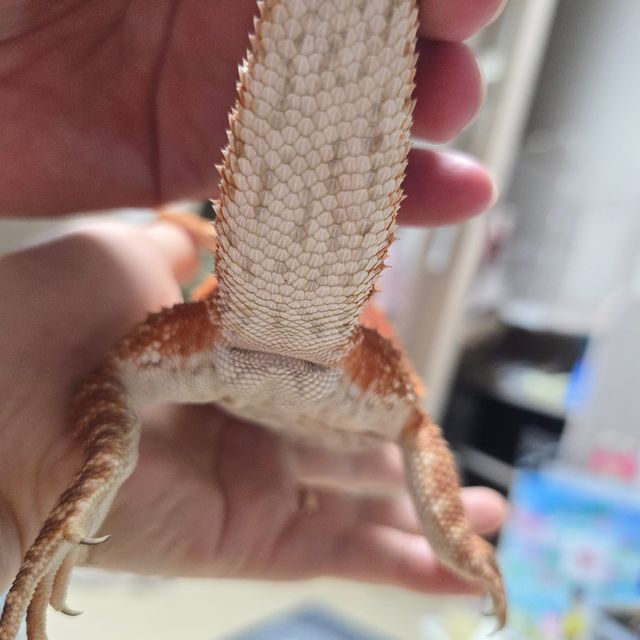 레드