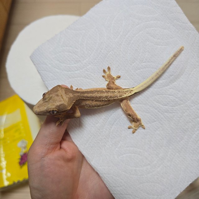 노멀 스트로베리 팬텀 챠콜 릴리화이트