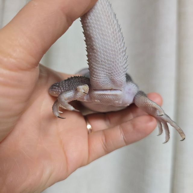 제로