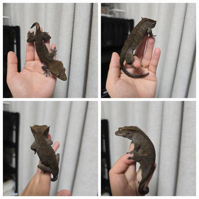 팬텀 챠콜 다크