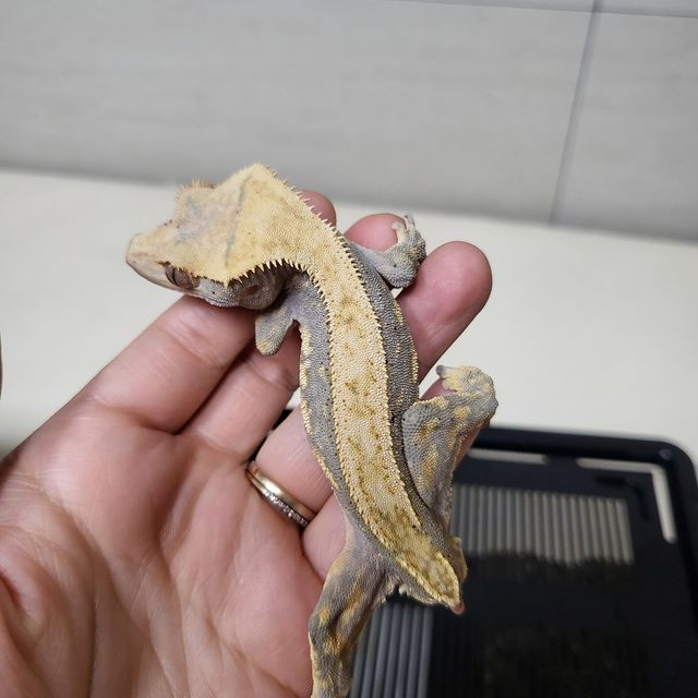 노멀 풀핀