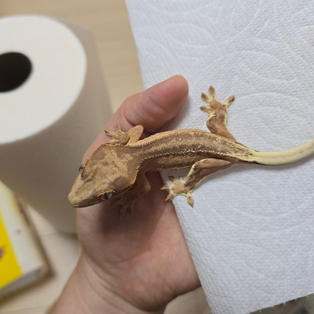 노멀 스트로베리 팬텀 챠콜 릴리화이트