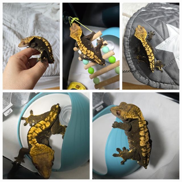 팬텀 챠콜 다크