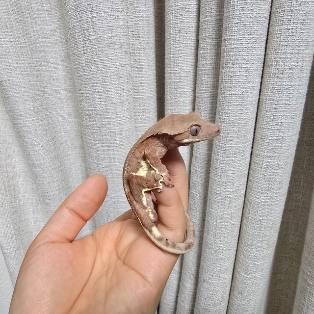 릴리화이트 팬텀 다크