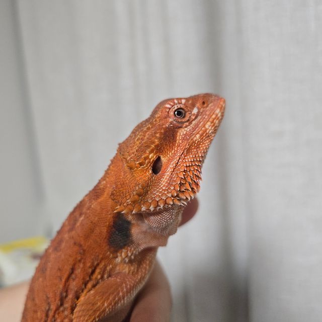 레드