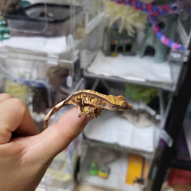 익스트림할리퀸 텐저린