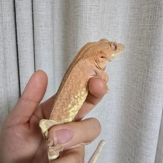 프라푸치노 풀핀 스트로베리
