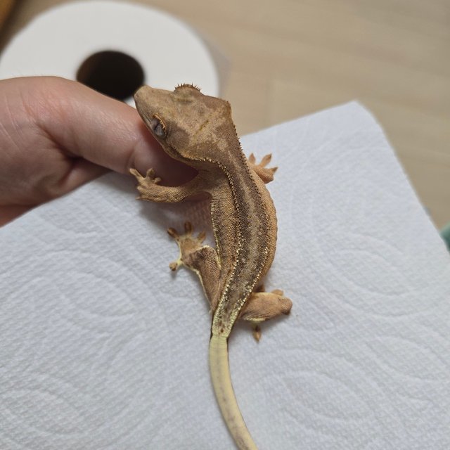 노멀 스트로베리 팬텀 챠콜 릴리화이트