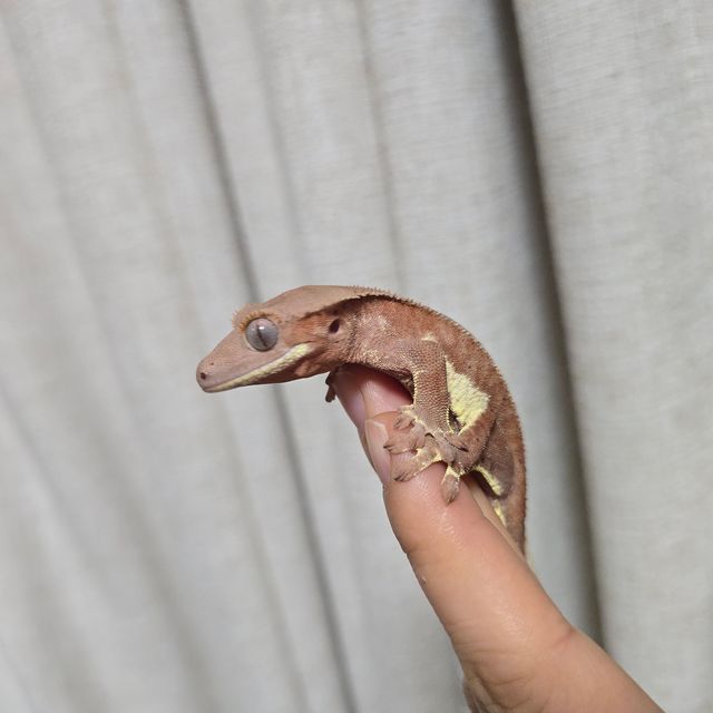 릴리화이트 팬텀 다크