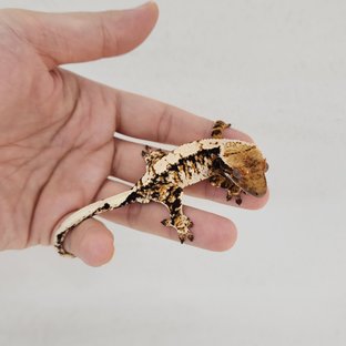 트라이 익스트림할리퀸