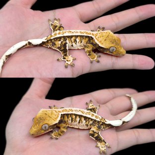 풀핀 핀스트라이프 트라이 익스트림할리퀸