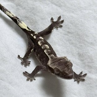 아잔틱 화이트포트홀