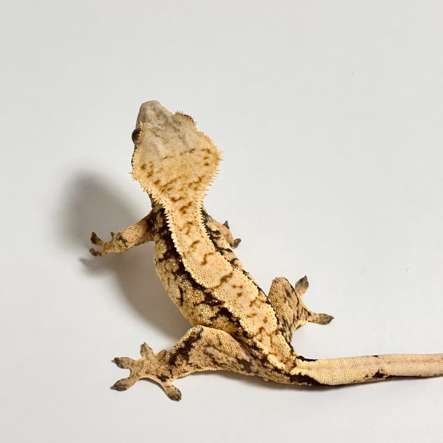 트라이 익스트림할리퀸