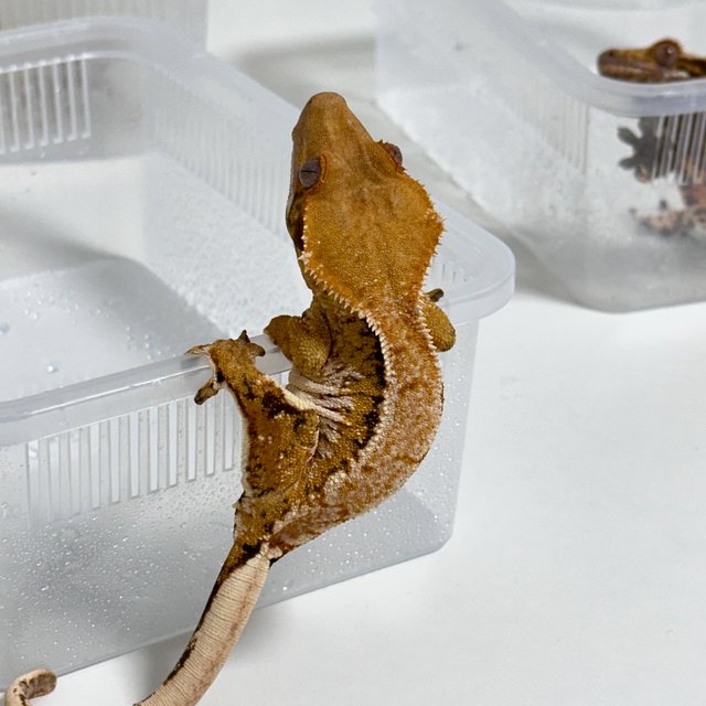 텐저린 트라이 익스트림할리퀸