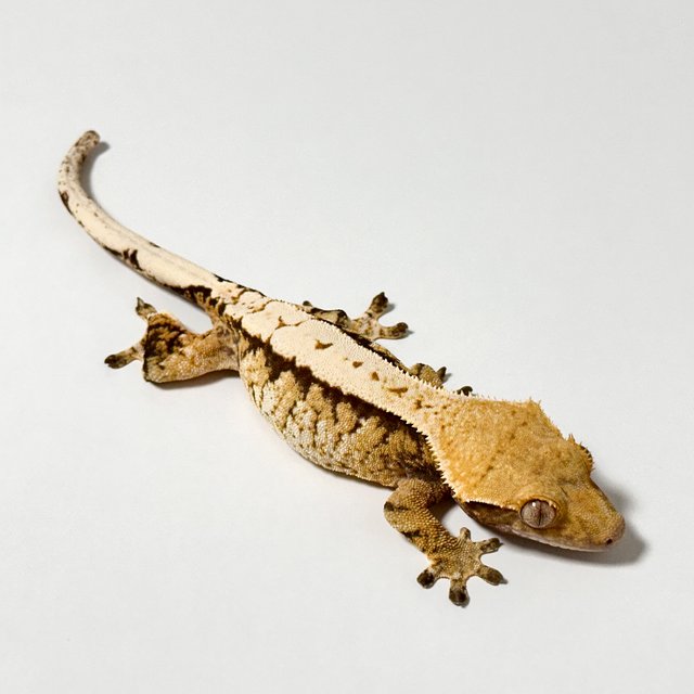 트라이 익스트림할리퀸