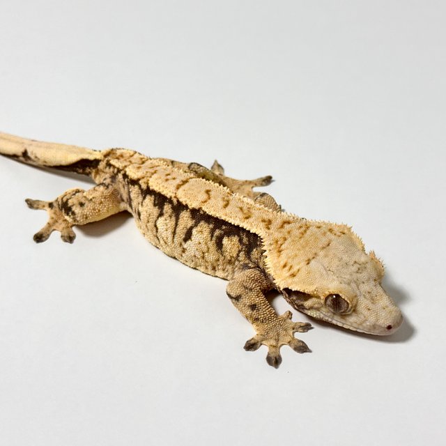 트라이 익스트림할리퀸